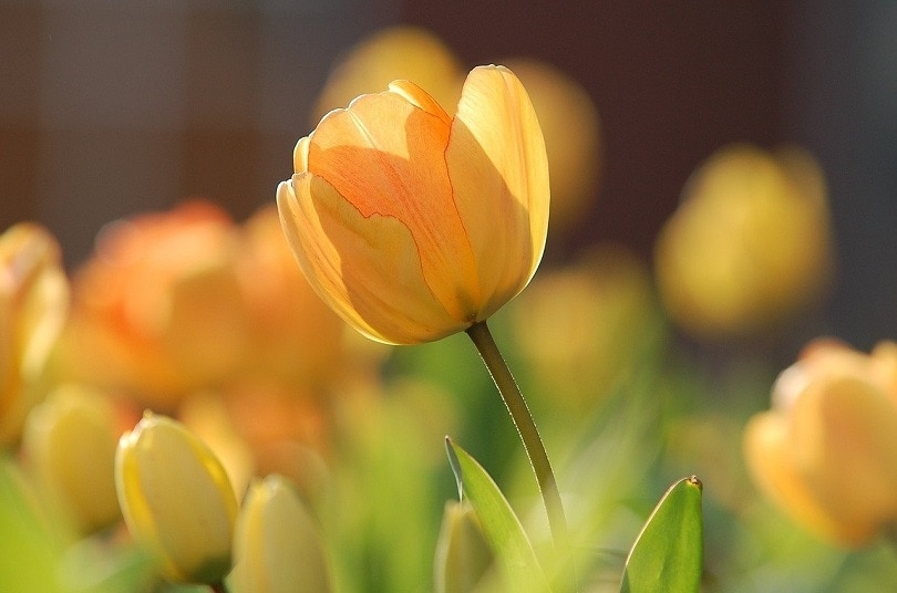 tulip-pixabay