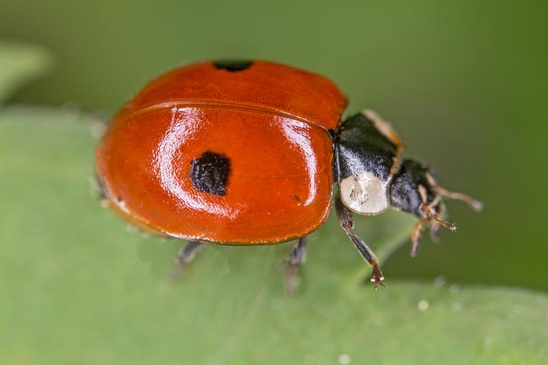 two-spotted lady beetle