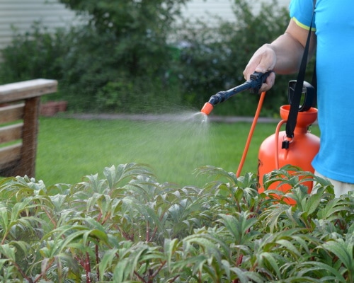 Using a garden sprayer