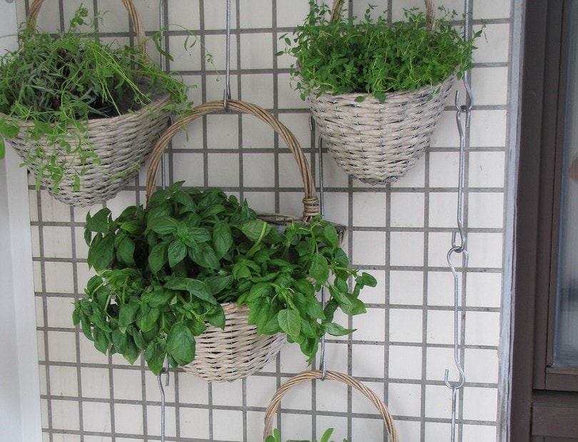 vertical garden with lovely plants