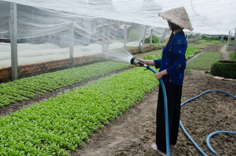 watering garden palnts