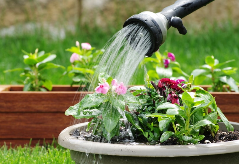 watering plants