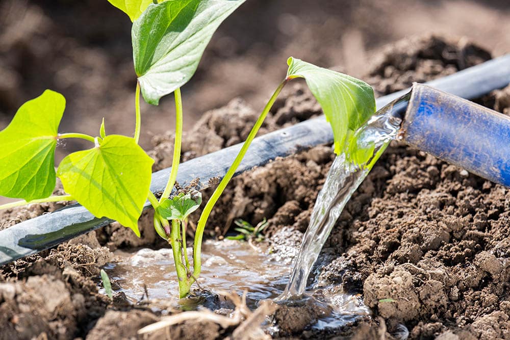 watering sweet potato plant