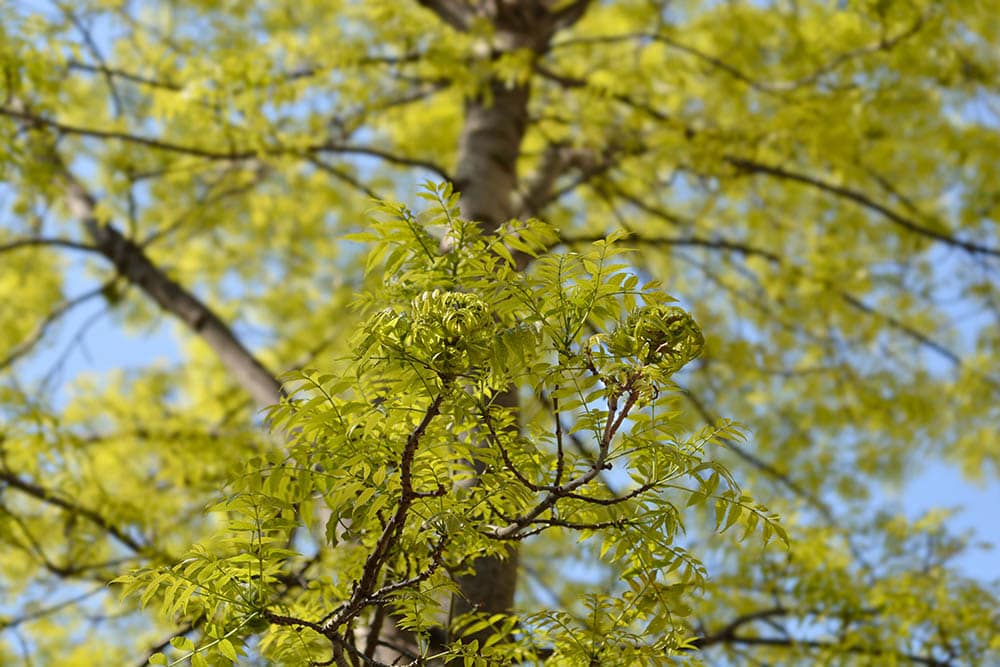 White ash tree close up