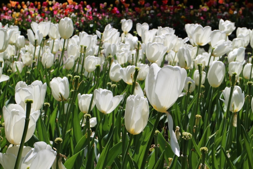 white tulip