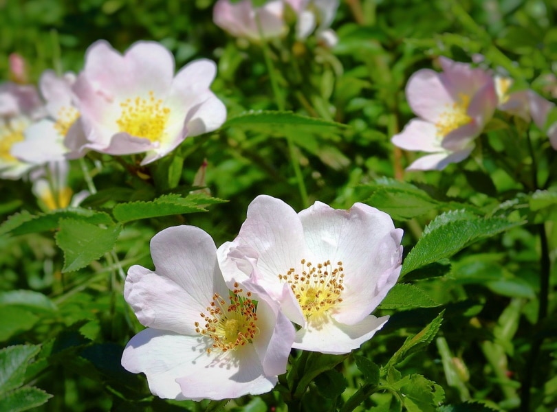 wild rose