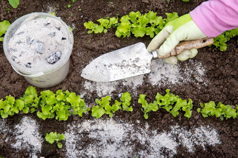 wood ash used in garden