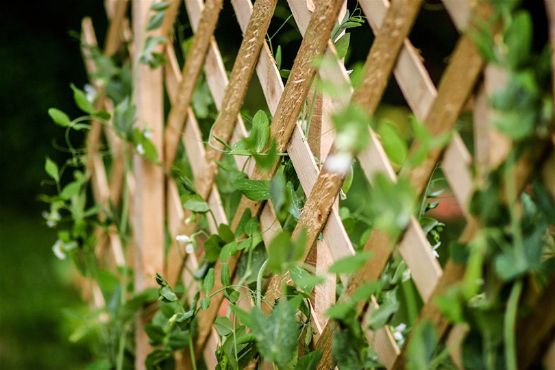 Wood Trellis