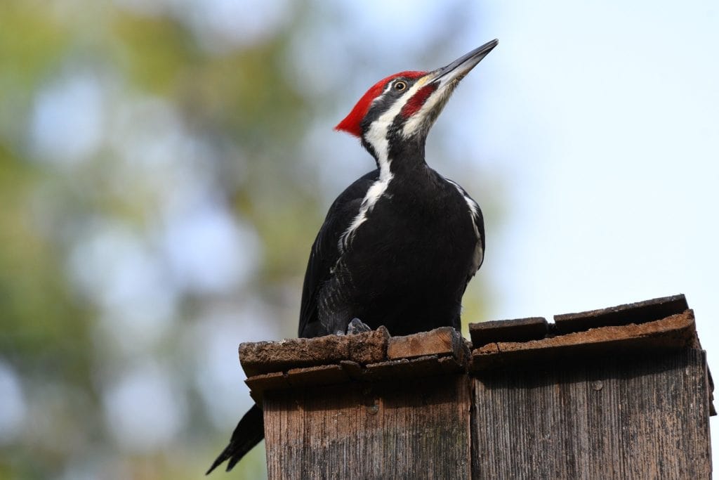 Woodpecker
