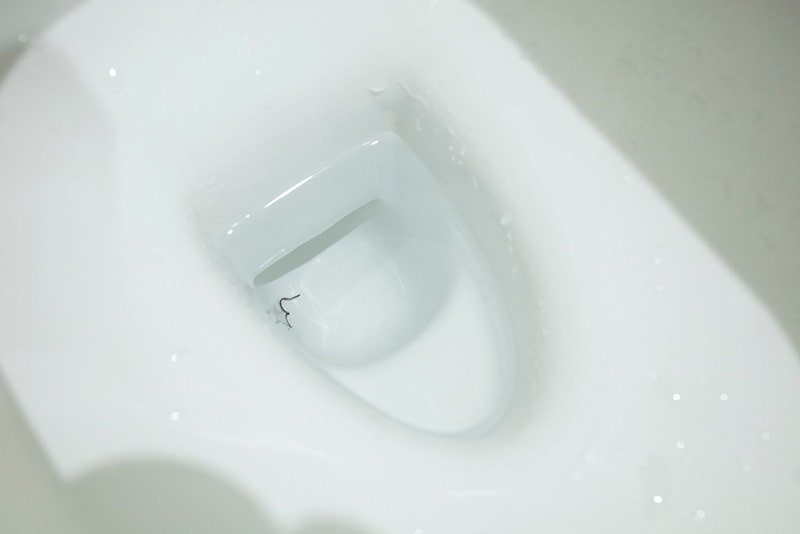 worm in the toilet bowl