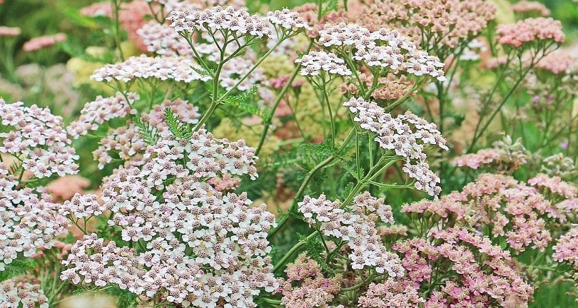 yarrow-pixabay