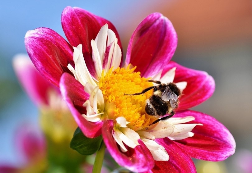 zinnia-pixabay