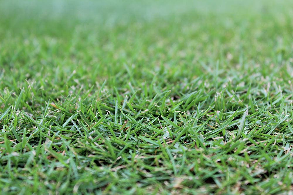 Zoysia grass