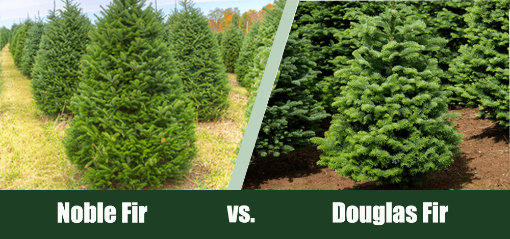 Noble Firs Vs Douglas Firs