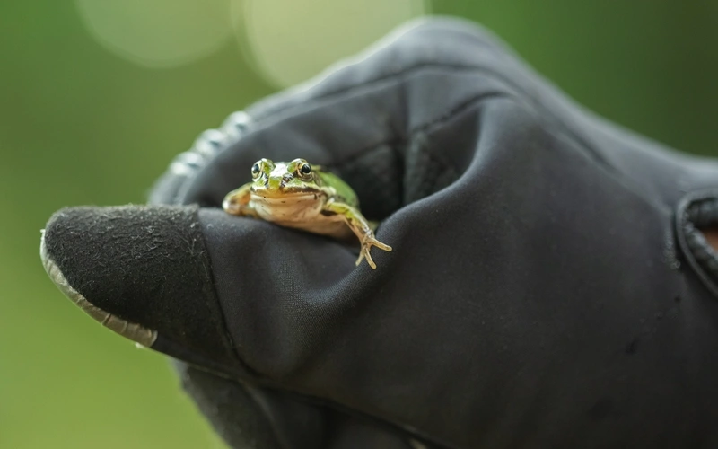 a person wearing gloves holding a green frog